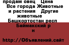  продам овец › Цена ­ 100 - Все города Животные и растения » Другие животные   . Башкортостан респ.,Баймакский р-н